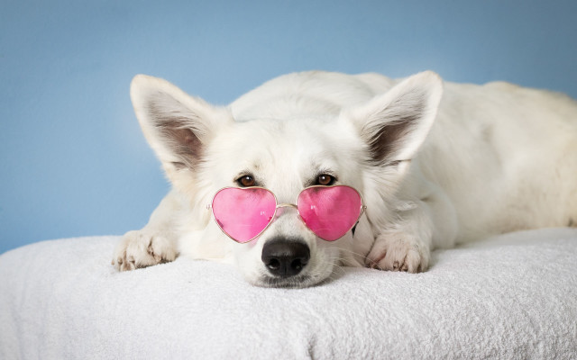 White dog pink heart nose free wallpaper - medium preview image