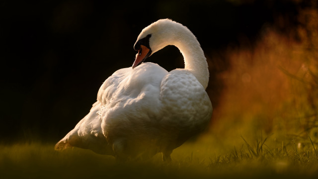 White swan in grass backlit free wallpaper - medium preview image