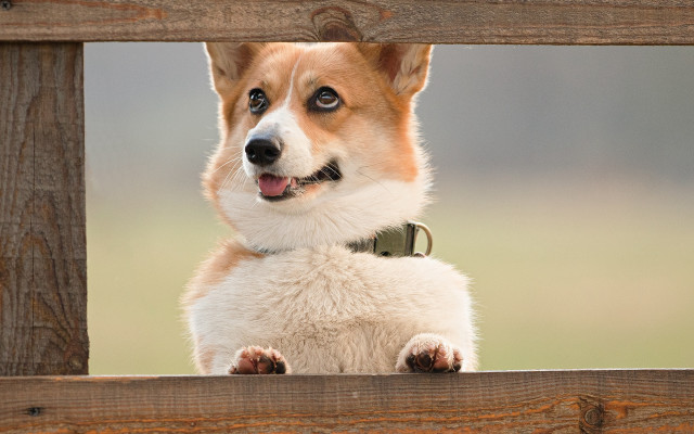 Dog looking wooden fence paws free wallpaper - medium preview image