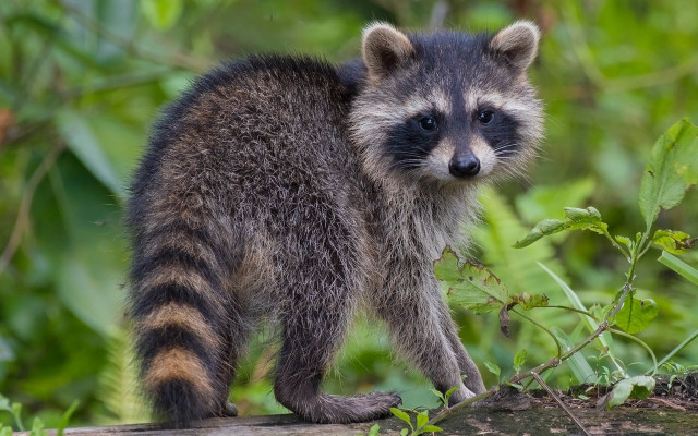 Raccoon log woods sad digital free wallpaper - medium preview image