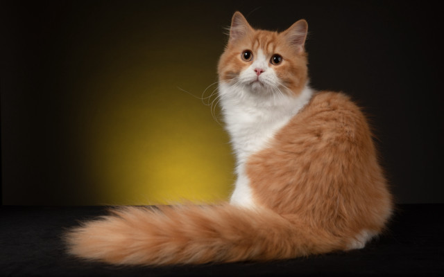 Cat orange renaissance darley shiba free wallpaper - medium preview image