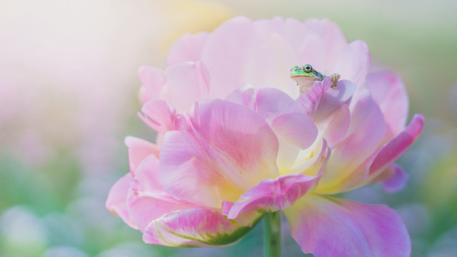 Frog pink flower field macro free wallpaper - medium preview image