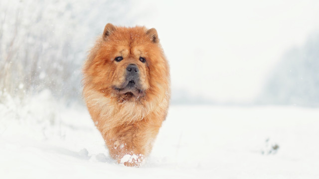 Dog snow woods shiba inu free wallpaper - medium preview image