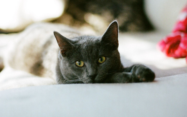 Cat bed redflower blackcat blurry free wallpaper - medium preview image