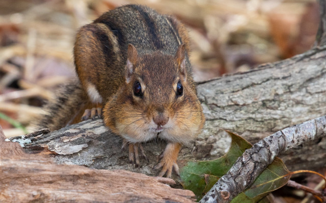 Small rodent tree branch surprised free wallpaper - medium preview image