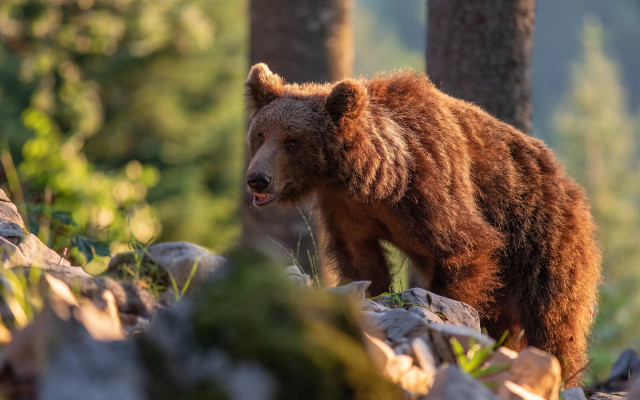Brown bear forest rocks grass free wallpaper - medium preview image