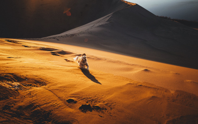 Dog running sandy desert sunset free wallpaper - medium preview image