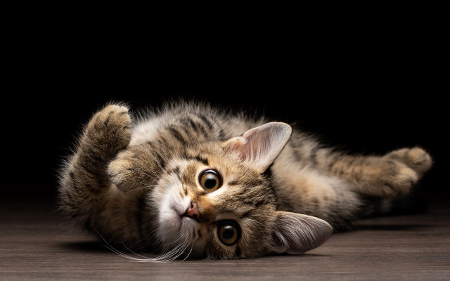 Cat lying back wooden floor free wallpaper - medium preview image