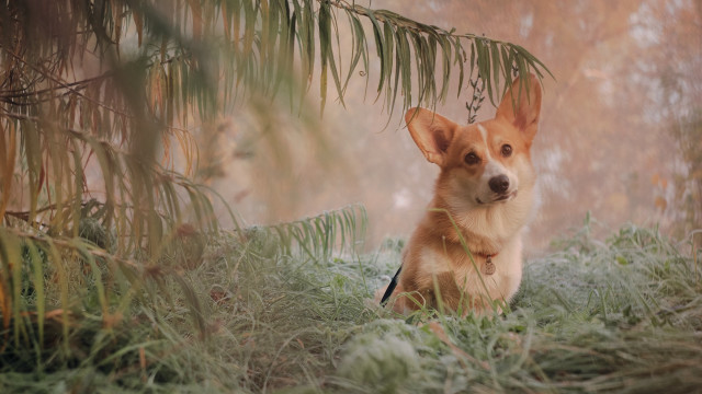 Dog grass tree foggy background free wallpaper - medium preview image