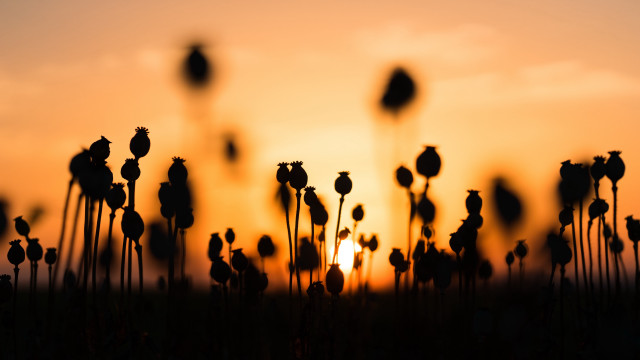 Flower field sunset birds serial free wallpaper - medium preview image