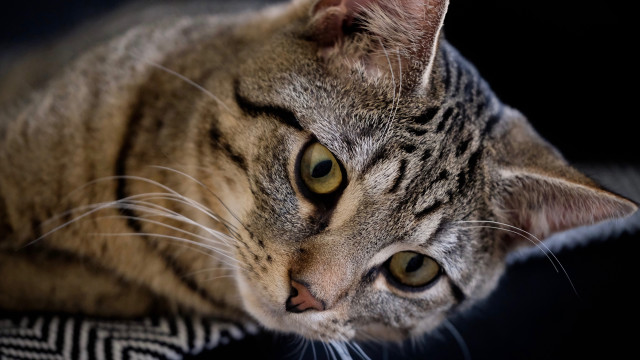 Cat black surface white stripe free wallpaper - medium preview image