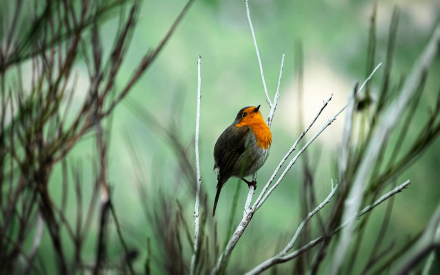 Small bird perched branch forest free wallpaper - medium preview image