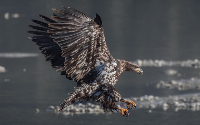 Large bird flying over water free wallpaper - medium preview image