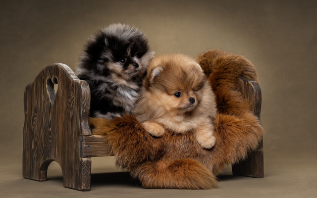 Small dogs on bench fine free wallpaper - medium preview image