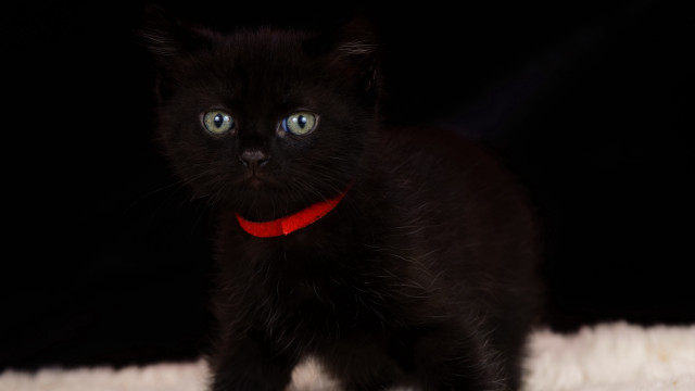 Black kitten red collar white free wallpaper - medium preview image