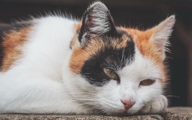 Cat laying closed eyes background free wallpaper - medium preview image
