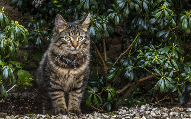 Cat bush green leaves collar free wallpaper - medium preview image