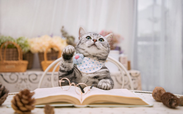 Cat book pen pinecone bokeh free wallpaper - medium preview image