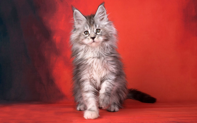 Fluffy cat red surface black free wallpaper - medium preview image