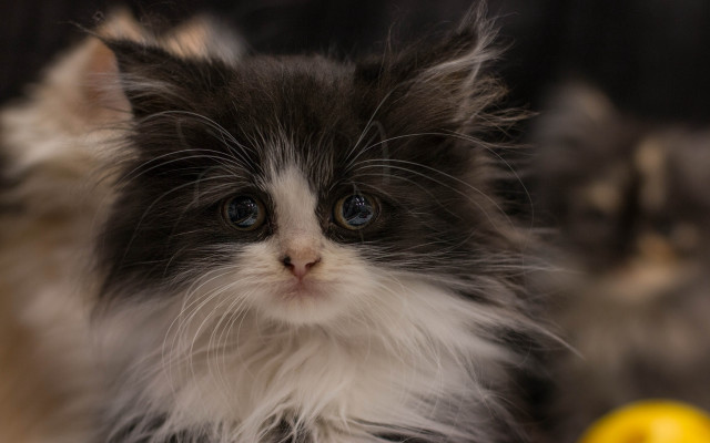 Black white kitten blue eyes #3 free wallpaper - medium preview image