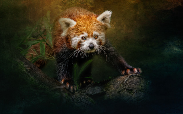 Red panda sad tree branch free wallpaper - medium preview image