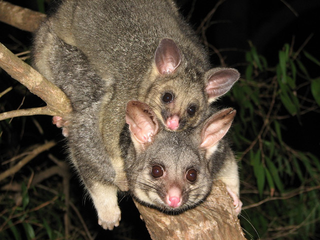Small animals tree branch night free wallpaper - medium preview image