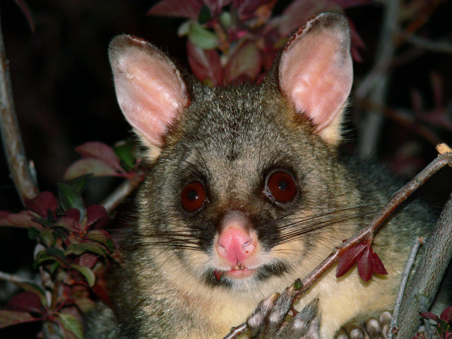 Small animal pink nose bushy #2 free wallpaper - medium preview image
