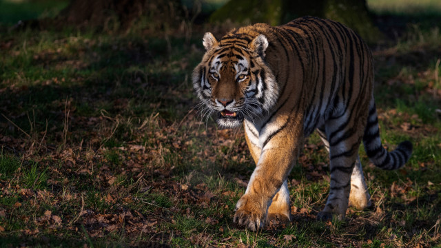 Tiger grassy area tree forest free wallpaper - medium preview image