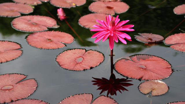 Pink flower pond water lilies free wallpaper - medium preview image