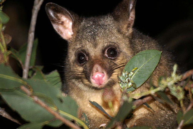 Small animal tongue tree branch free wallpaper - medium preview image