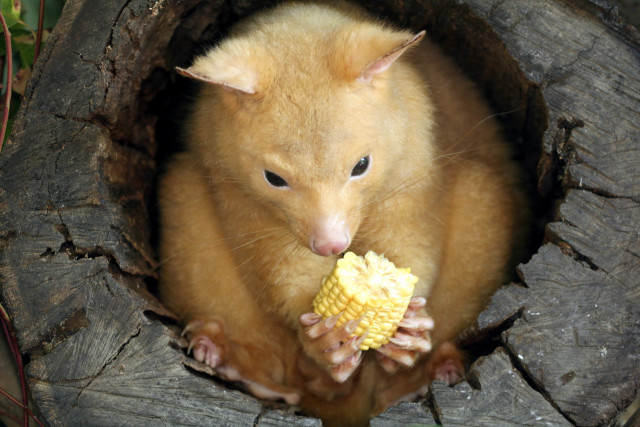 Small animal eating food tree free wallpaper - medium preview image