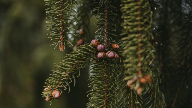 Pine tree cones needles blurry free wallpaper - medium preview image