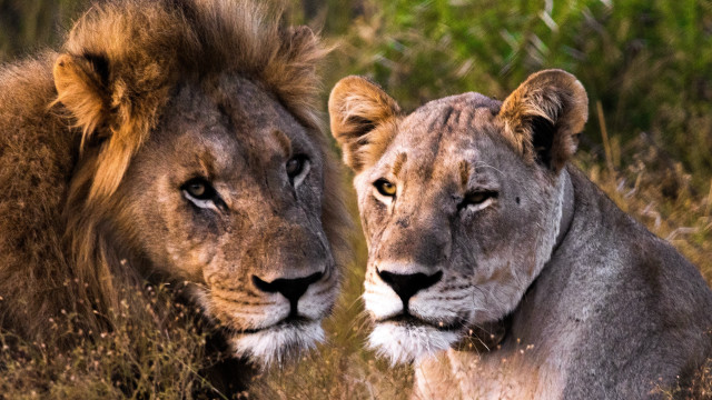 Lion tallgrass wildlife naturalism puzzle free wallpaper - medium preview image