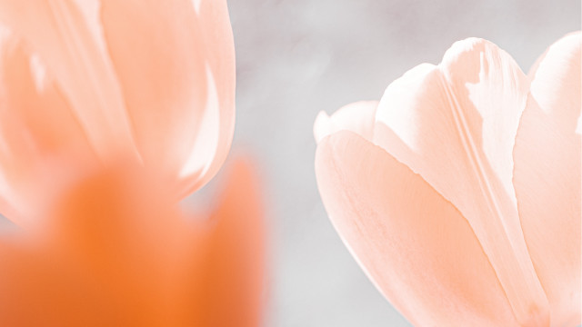 Flower sky blurry soft colors free wallpaper - medium preview image