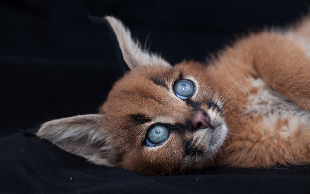 Cat blue eyes laying on #2 free wallpaper - medium preview image