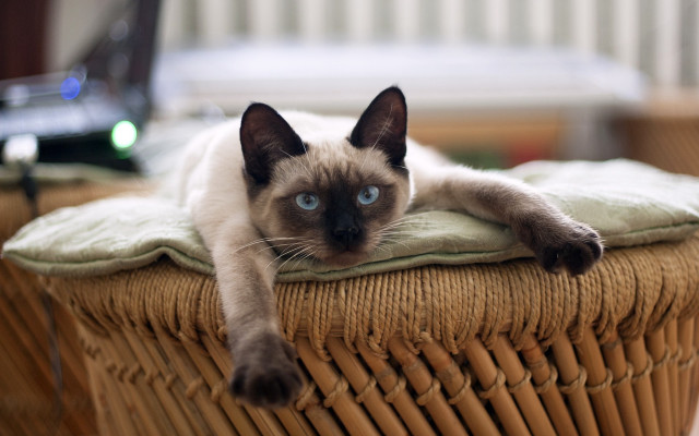 Cat cushion wicker chair laptop free wallpaper - medium preview image
