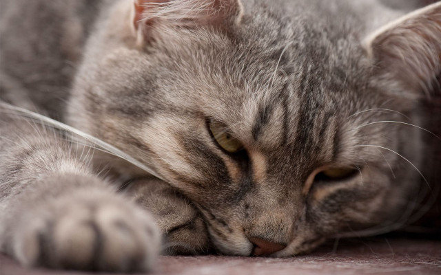Sleeping cat paws floor realistic free wallpaper - medium preview image