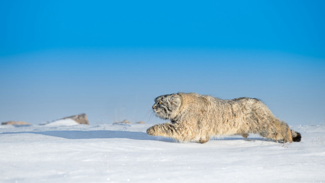 Furry animal snowy field beach free wallpaper for desktop - medium preview image