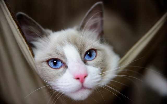 White cat blue eyes window #2 free wallpaper - medium preview image