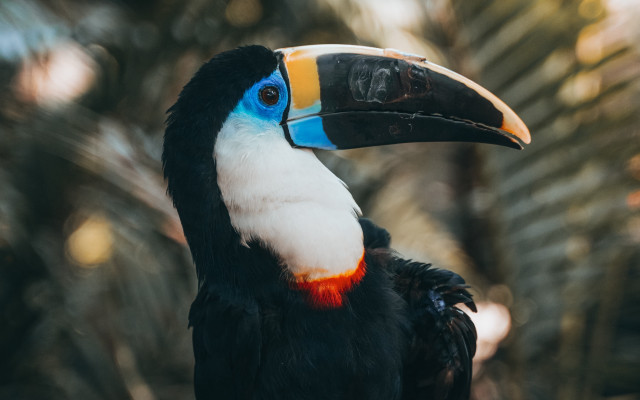 Colorful bird beak striped puzzle free wallpaper - medium preview image