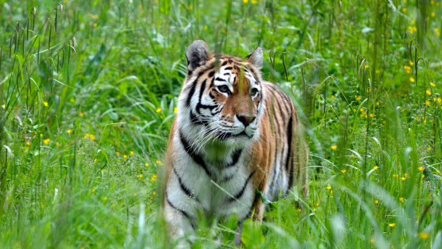 Tiger walking green field blurry free wallpaper - medium preview image