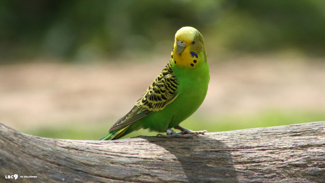 Green yellow bird branch park free wallpaper - medium preview image