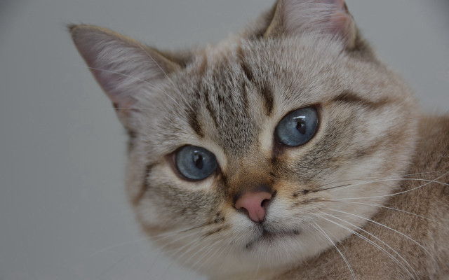 Sad blue eyed cat stock free wallpaper - medium preview image
