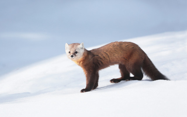 Small animal snow hill sky free wallpaper - medium preview image