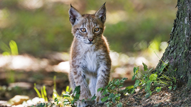 Lynx cub woods curious nature free wallpaper - medium preview image