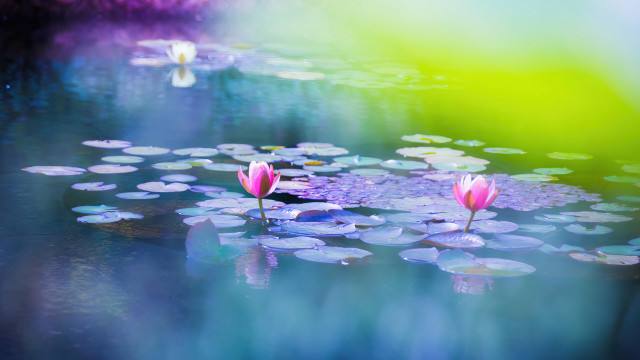 Pond water lilies mystical impressionist free wallpaper - medium preview image