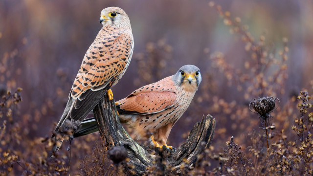 Birds branch autumn blurry citylights free wallpaper - medium preview image