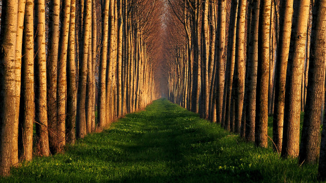 Forest row grass nature girls free wallpaper - medium preview image