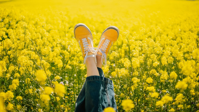 Field yellow flower summer joy free wallpaper - medium preview image