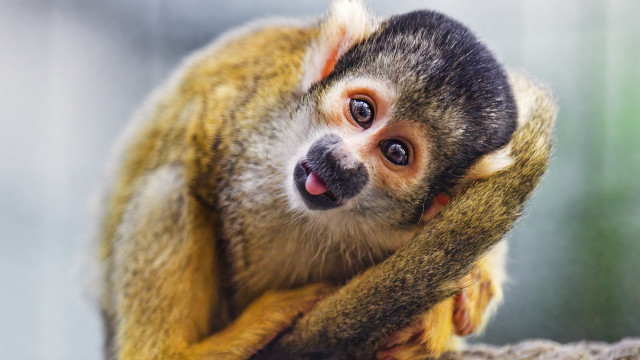 Monkey smiling on branch animal free wallpaper - medium preview image